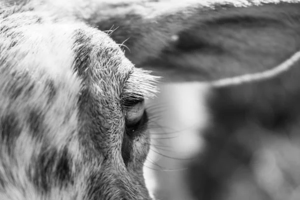 Szczegóły Oka Owczego Zwierzęcia Naturze Słowacja — Zdjęcie stockowe