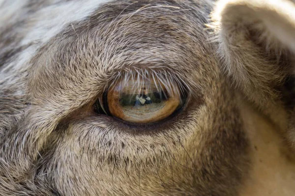 Detail of the eye of sheep animal in the nature. Slovakia