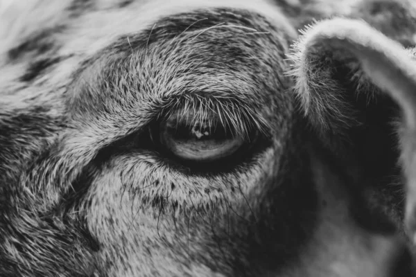 自然の中で羊の動物の目の詳細 スロバキア — ストック写真