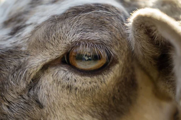 Detail Eye Sheep Animal Nature Slovakia — Stock Photo, Image