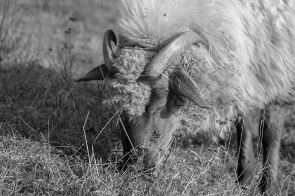 有角的羊头在草地上吃草 斯洛伐克 — 图库照片