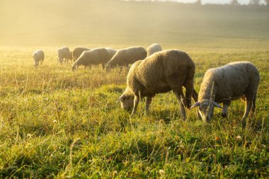 Renkli gündoğumunda ya da günbatımında sürüdeki otları yiyen koyunlar. Slovakya