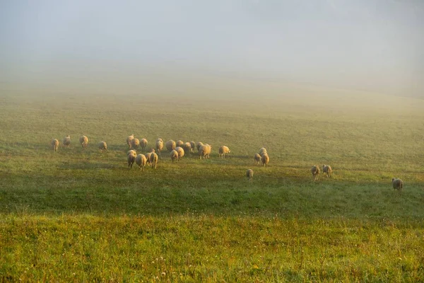 Ovce Louce Jedí Trávu Stádu Během Barevného Východu Nebo Západu — Stock fotografie