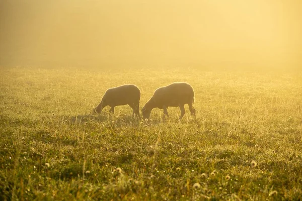 Renkli Gündoğumunda Günbatımında Sürüdeki Otları Yiyen Koyunlar Slovakya — Stok fotoğraf