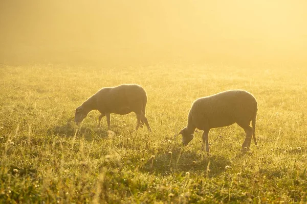 Ovce Louce Jedí Trávu Stádu Během Barevného Východu Nebo Západu — Stock fotografie