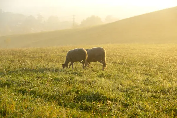 Renkli Gündoğumunda Günbatımında Sürüdeki Otları Yiyen Koyunlar Slovakya — Stok fotoğraf