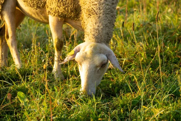 在五彩缤纷的日出或日落时 羊群在草地上吃草 斯洛伐克 — 图库照片