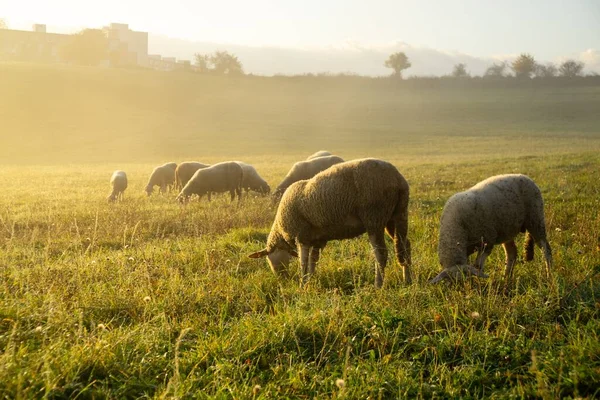 Schafe Auf Der Wiese Fressen Gras Der Herde Während Des — Stockfoto