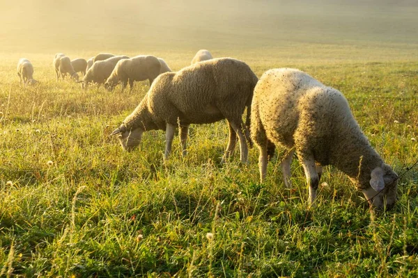 Ovce Louce Jedí Trávu Stádu Během Barevného Východu Nebo Západu — Stock fotografie