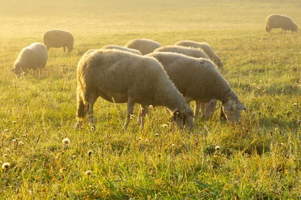 Ovce Louce Jedí Trávu Stádu Během Barevného Východu Nebo Západu — Stock fotografie