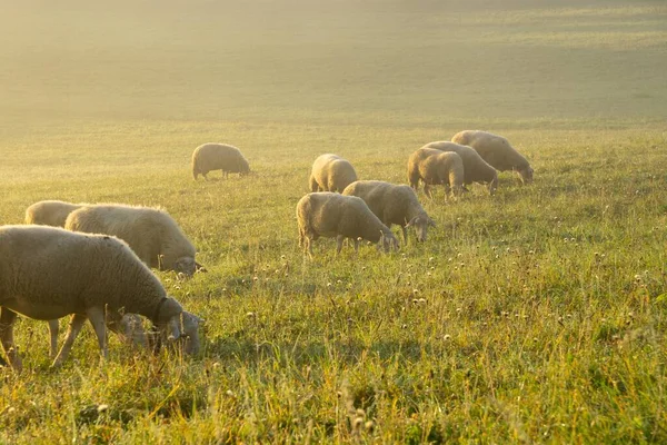 Ovce Louce Jedí Trávu Stádu Během Barevného Východu Nebo Západu — Stock fotografie