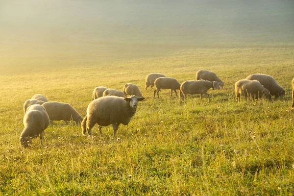 Ovce Louce Jedí Trávu Stádu Během Barevného Východu Nebo Západu — Stock fotografie