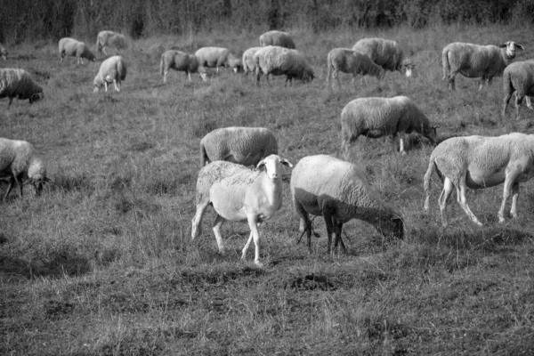 Ovce Louce Jedí Trávu Stádu Během Barevného Východu Nebo Západu — Stock fotografie