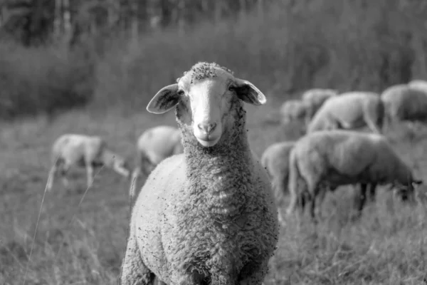 Schapen Weide Eten Gras Kudde Tijdens Kleurrijke Zonsopkomst Zonsondergang Slowakije — Stockfoto