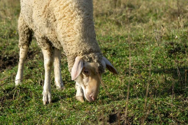 在五彩缤纷的日出或日落时 羊群在草地上吃草 斯洛伐克 — 图库照片