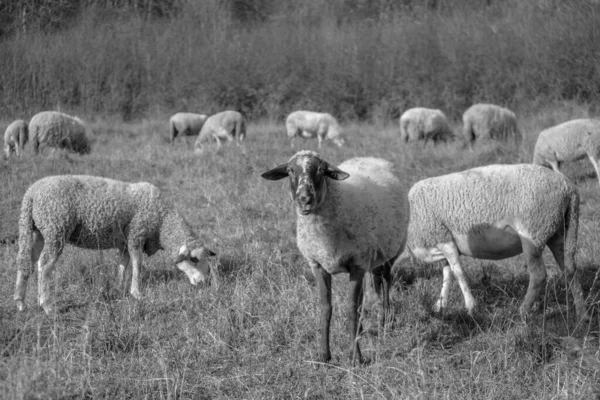 Schafe Auf Der Wiese Fressen Gras Der Herde Während Des — Stockfoto