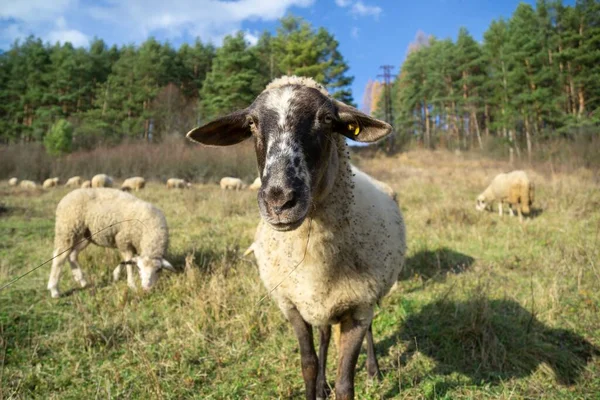 Owce Łące Jedzące Trawę Stadzie Podczas Kolorowego Wschodu Lub Zachodu — Zdjęcie stockowe