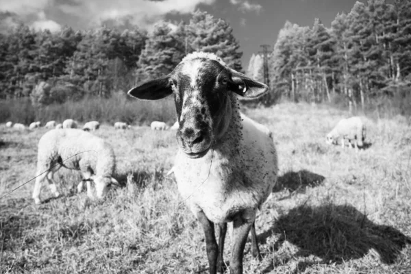 Schapen Weide Eten Gras Kudde Tijdens Kleurrijke Zonsopkomst Zonsondergang Slowakije — Stockfoto