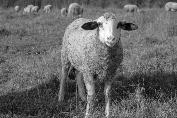 Πρόβατα Στο Λιβάδι Τρώγοντας Γρασίδι Στο Κοπάδι Κατά Διάρκεια Πολύχρωμης — Φωτογραφία Αρχείου