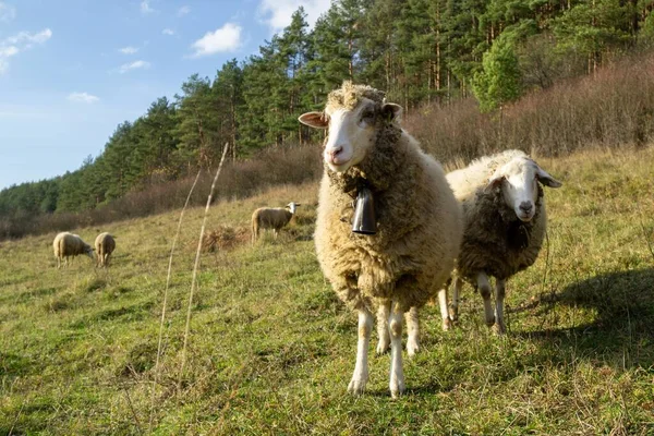 Вівці Луці Їдять Траву Стаді Під Час Яскравого Сходу Сонця — стокове фото
