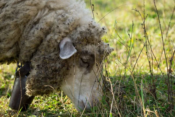 Schafe Auf Der Wiese Fressen Gras Der Herde Während Des — Stockfoto