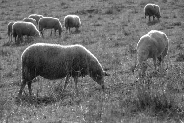 Овцы Лугу Едят Траву Стаде Время Красочного Восхода Заката Солнца — стоковое фото