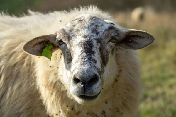 Moutons Sur Prairie Mangeant Herbe Dans Troupeau Pendant Lever Coucher — Photo