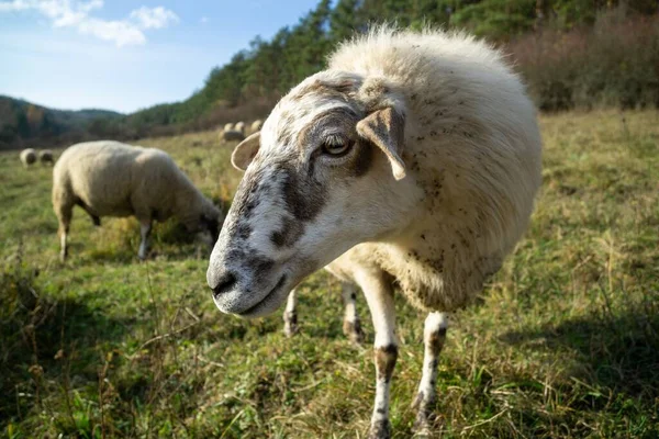 Πρόβατα Στο Λιβάδι Τρώγοντας Γρασίδι Στο Κοπάδι Κατά Διάρκεια Πολύχρωμης — Φωτογραφία Αρχείου