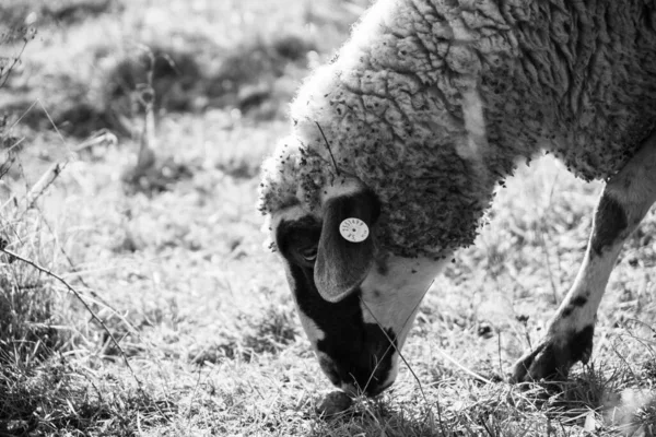 Schafe Auf Der Wiese Fressen Gras Der Herde Während Des — Stockfoto