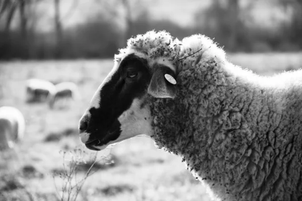 Moutons Sur Prairie Mangeant Herbe Dans Troupeau Pendant Lever Coucher — Photo