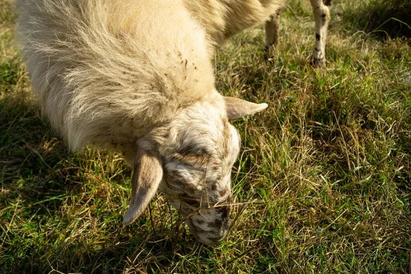 Moutons Sur Prairie Mangeant Herbe Dans Troupeau Pendant Lever Coucher — Photo