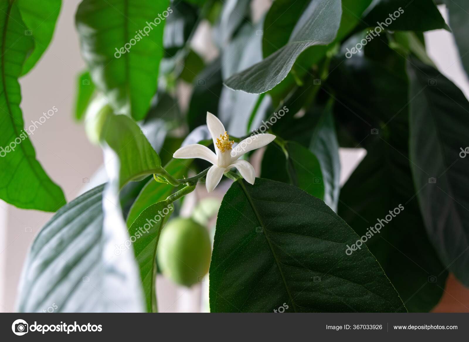 Detail White Lemon Tree Flowers Pollen Stamins Slovakia — Stock Photo © valalolo 367033926