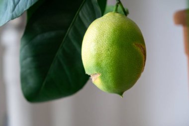 Odadaki limon ağacında limon meyvesi. Slovakya