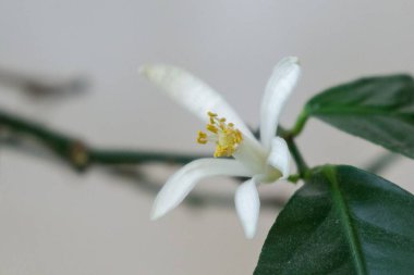 Beyaz limon ağacı çiçeklerine ayrıntı verirsen polen olur. Slovakya