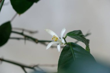 Beyaz limon ağacı çiçeklerine ayrıntı verirsen polen olur. Slovakya
