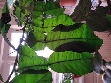 Yapraklar ve çivili çim ağaçları daireye dikilmiş. Slovakya