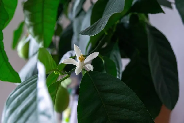 Detalhe Das Flores Limoeiro Branco São Estames Pólen Eslováquia — Fotografia de Stock