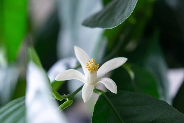 Szczegóły Białych Kwiatów Drzewa Cytrynowego Jąka Pyłku Słowacja — Zdjęcie stockowe