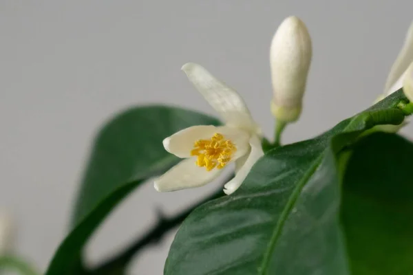 Detalj Till Den Vita Citron Träd Blommor Och Det Pollen — Stockfoto