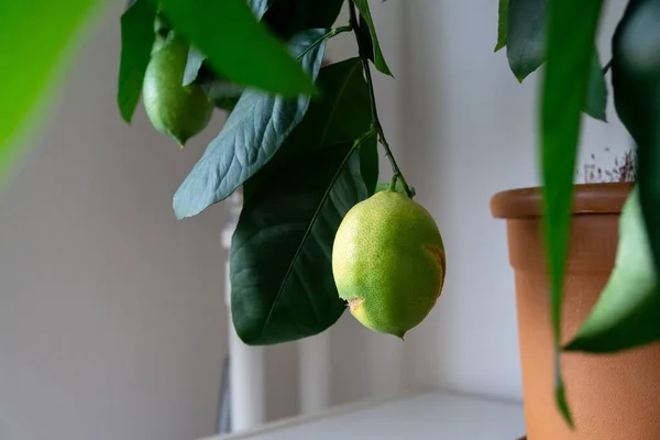 Citrónové Ovoce Citroníku Pokoji Slovensko — Stock fotografie