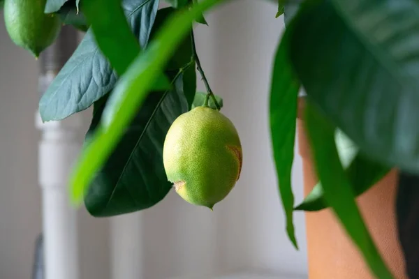 Lemon fruit on the lemon tree in the room. Slovakia