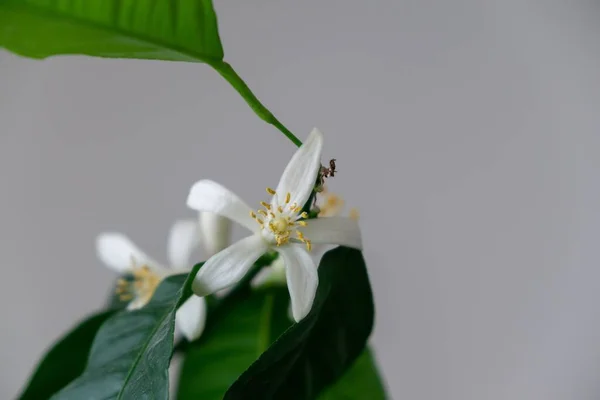 Detalj Till Den Vita Citron Träd Blommor Och Det Pollen — Stockfoto