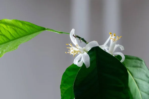 Detalhe Das Flores Limoeiro Branco São Estames Pólen Eslováquia — Fotografia de Stock