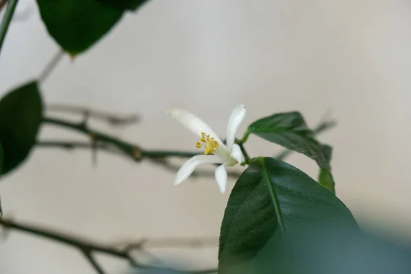 Λεπτομέρεια Για Λευκά Άνθη Λεμονιάς Και Είναι Γύρη Stamins Σλοβακία — Φωτογραφία Αρχείου
