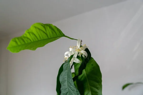 Detail Den Weißen Zitronenblüten Und Ihren Pollenstaubgefäßen Slowakei — Stockfoto