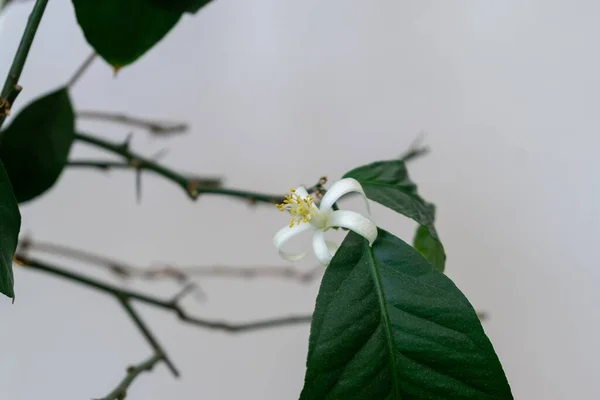 Detalhe Das Flores Limoeiro Branco São Estames Pólen Eslováquia — Fotografia de Stock