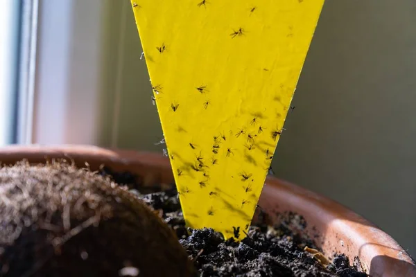 Zararlı bitki böcekleri için sarı yapıştırıcı tuzağı. Slovakya