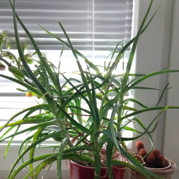 알로에 Aloe Vera 아르보 Alolow Arborescens 식물을 치료하는 식물이다 슬로바키아 — 스톡 사진