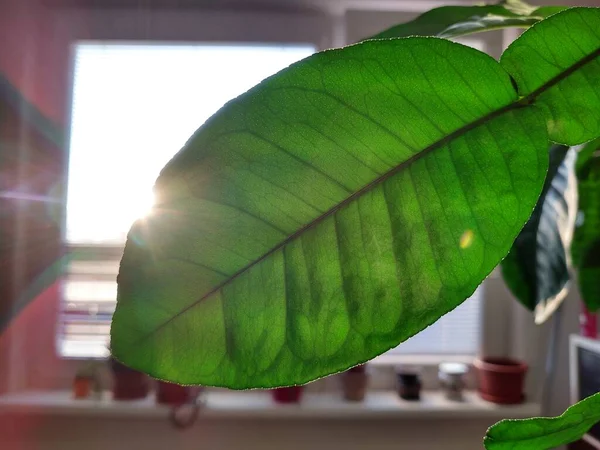 Blätter Und Ähren Eines Pomelobaumes Der Der Wohnung Gepflanzt Wurde — Stockfoto