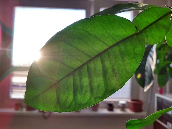 Blätter Und Ähren Eines Pomelobaumes Der Der Wohnung Gepflanzt Wurde — Stockfoto